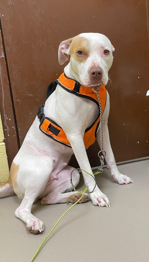 Angel (MIKA), Adopted, Young Female American Staffordshire Terrier.