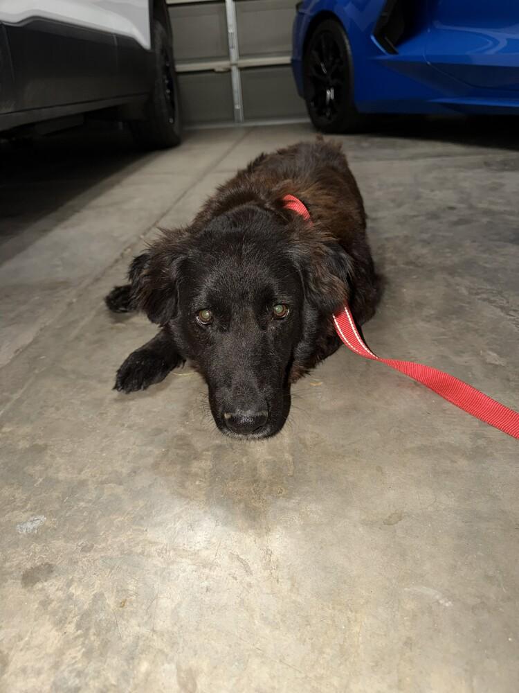 Charlotte-Mama, Adoptable, Adult Female Border Collie & Retriever.