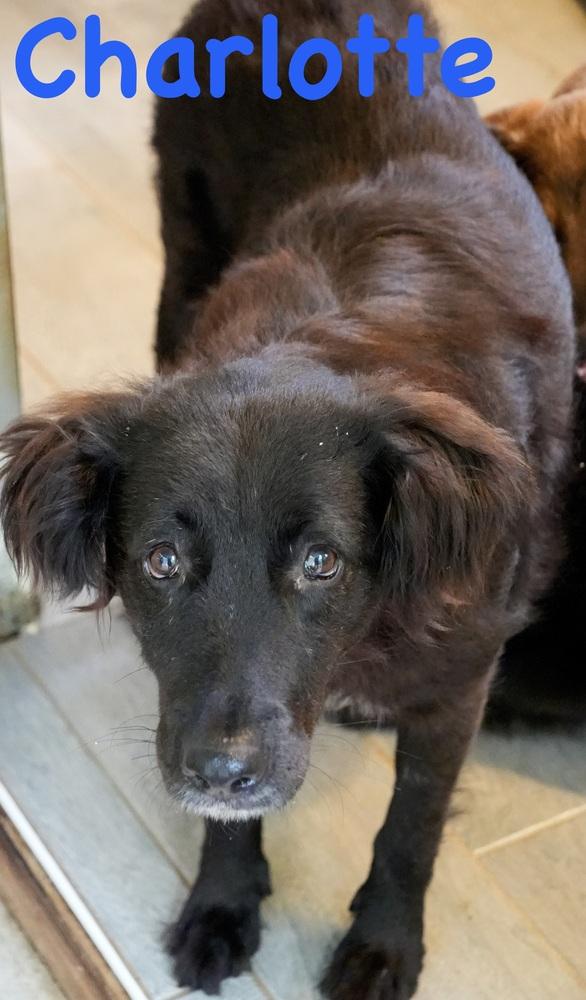 Charlotte-Mama, a Adoptable mixed breed in Bonita, CA image 2/5