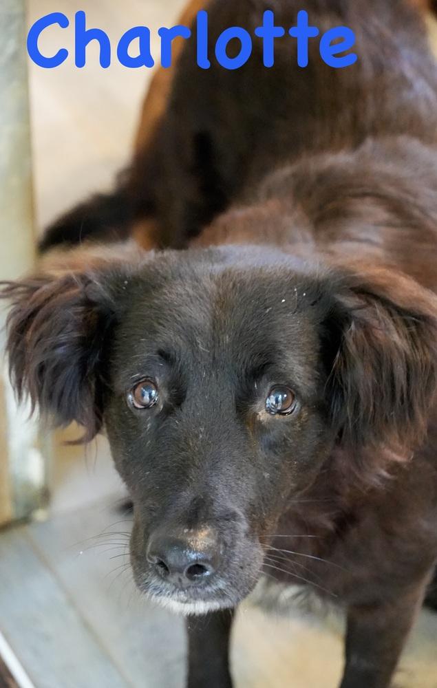 Charlotte-Mama, a Adoptable mixed breed in Bonita, CA image 3/5