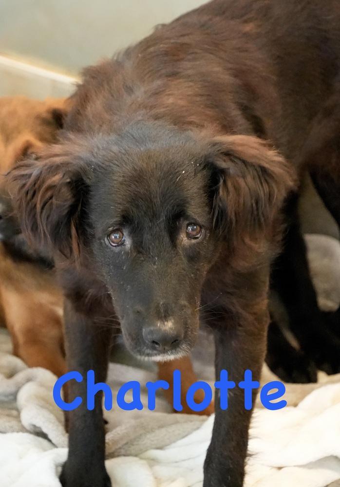 Charlotte-Mama, a Adoptable mixed breed in Bonita, CA image 4/5