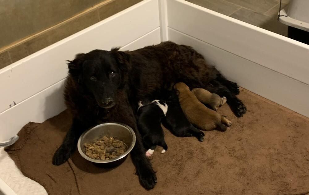 Charlotte-Mama, a Adoptable mixed breed in Bonita, CA image 5/5