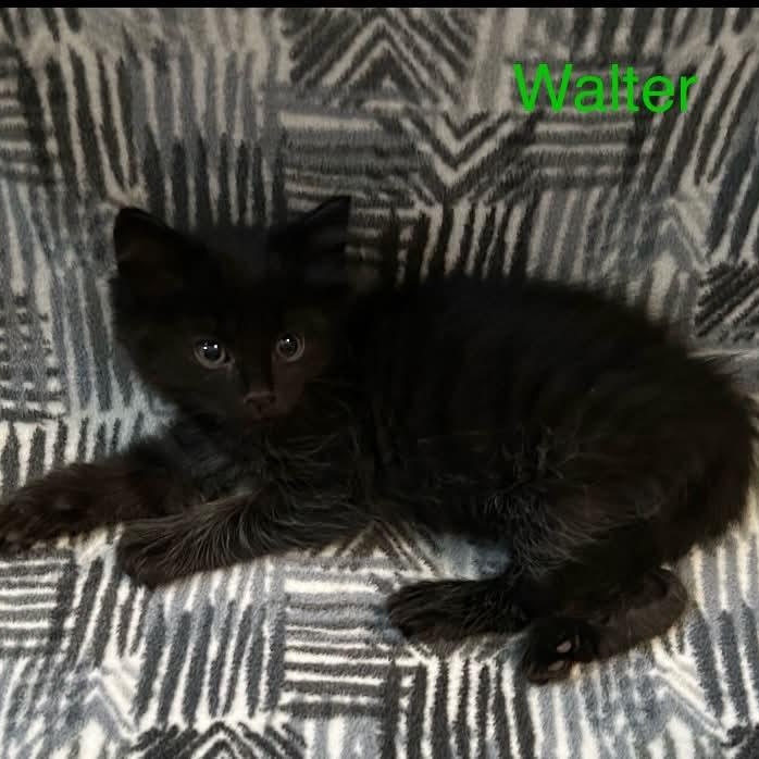 Walter at PetSmart, Adoptable, Kitten Male Bombay.
