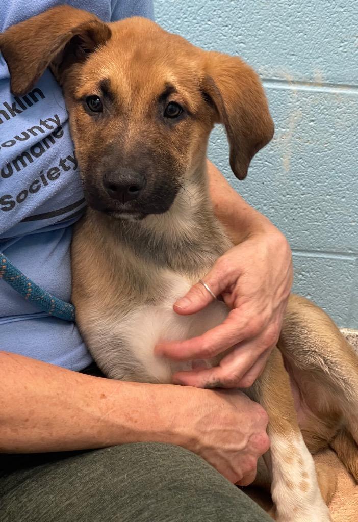 Wiggby, an adopted Mixed Breed in Frankfort, KY image 3/4