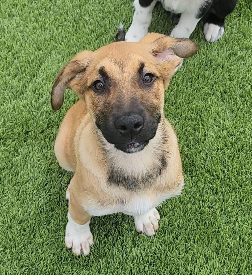 Wiggby, adopted, Puppy Male Mixed Breed.