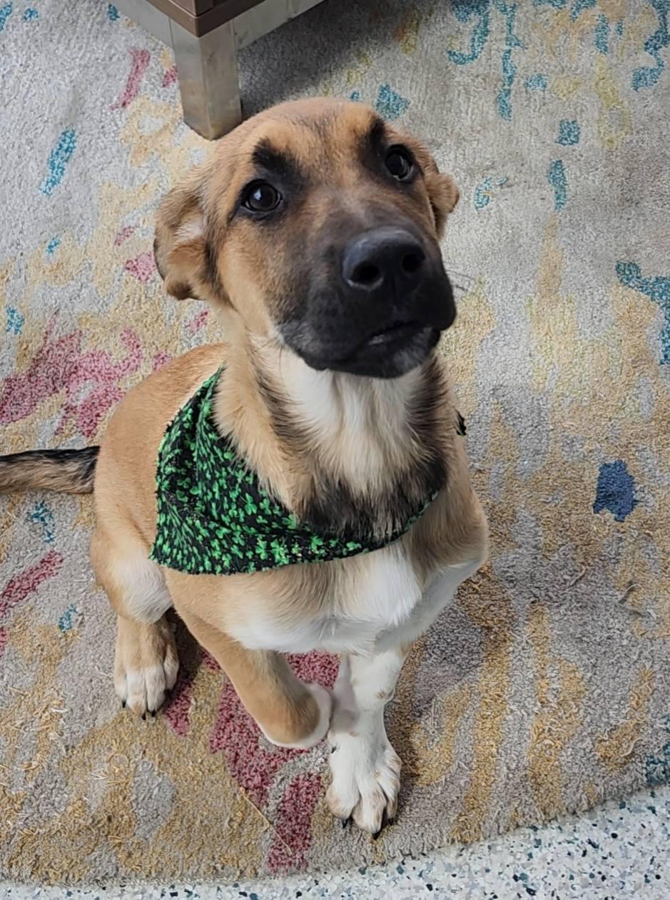 Wiggby, an adopted Mixed Breed in Frankfort, KY image 2/4