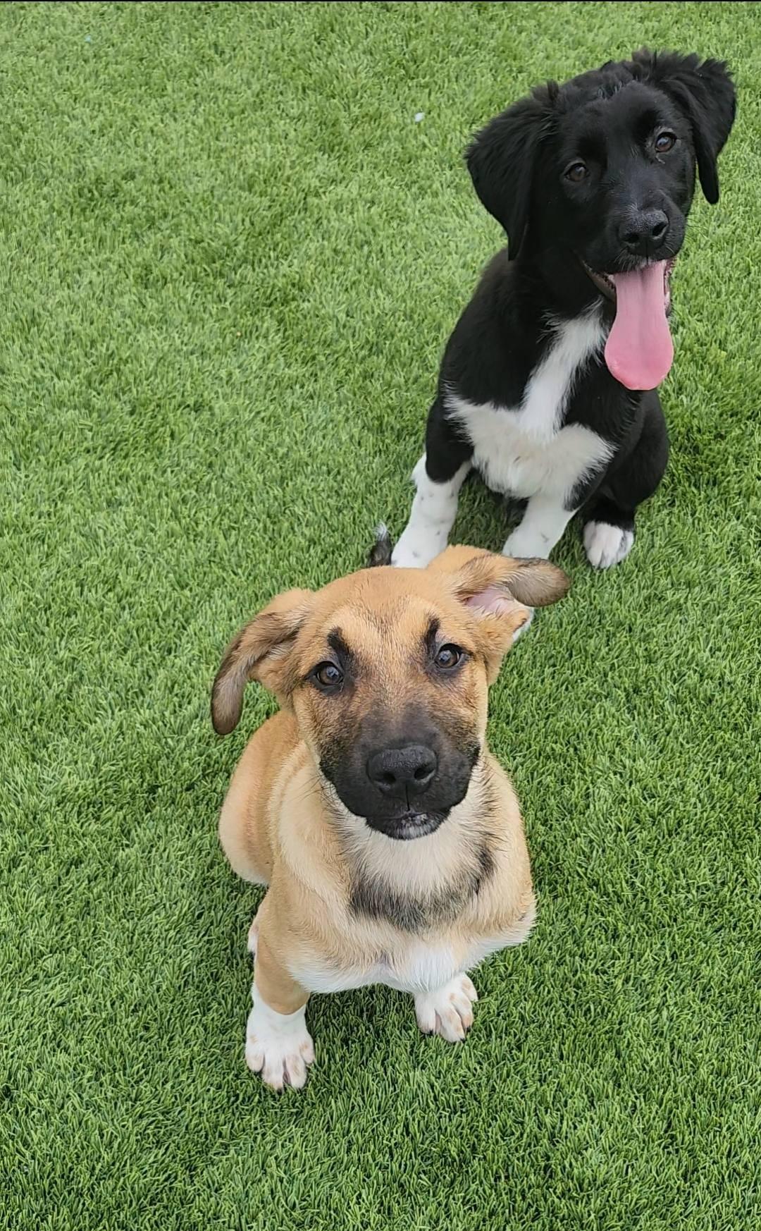 Wiggby, an adopted Mixed Breed in Frankfort, KY image 4/4