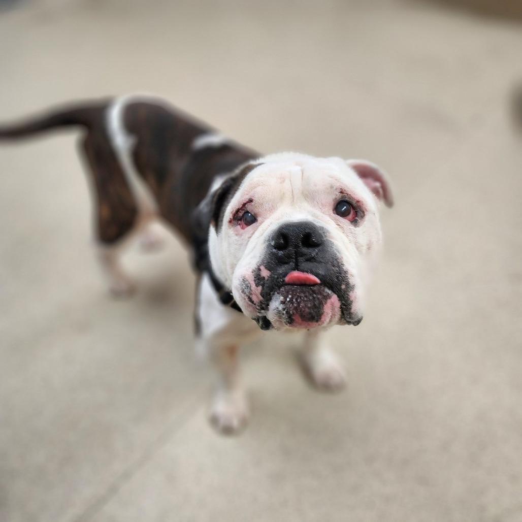 Enlarge Pumpkin, a Adoptable mixed breed in Naperville, IL image 1/6