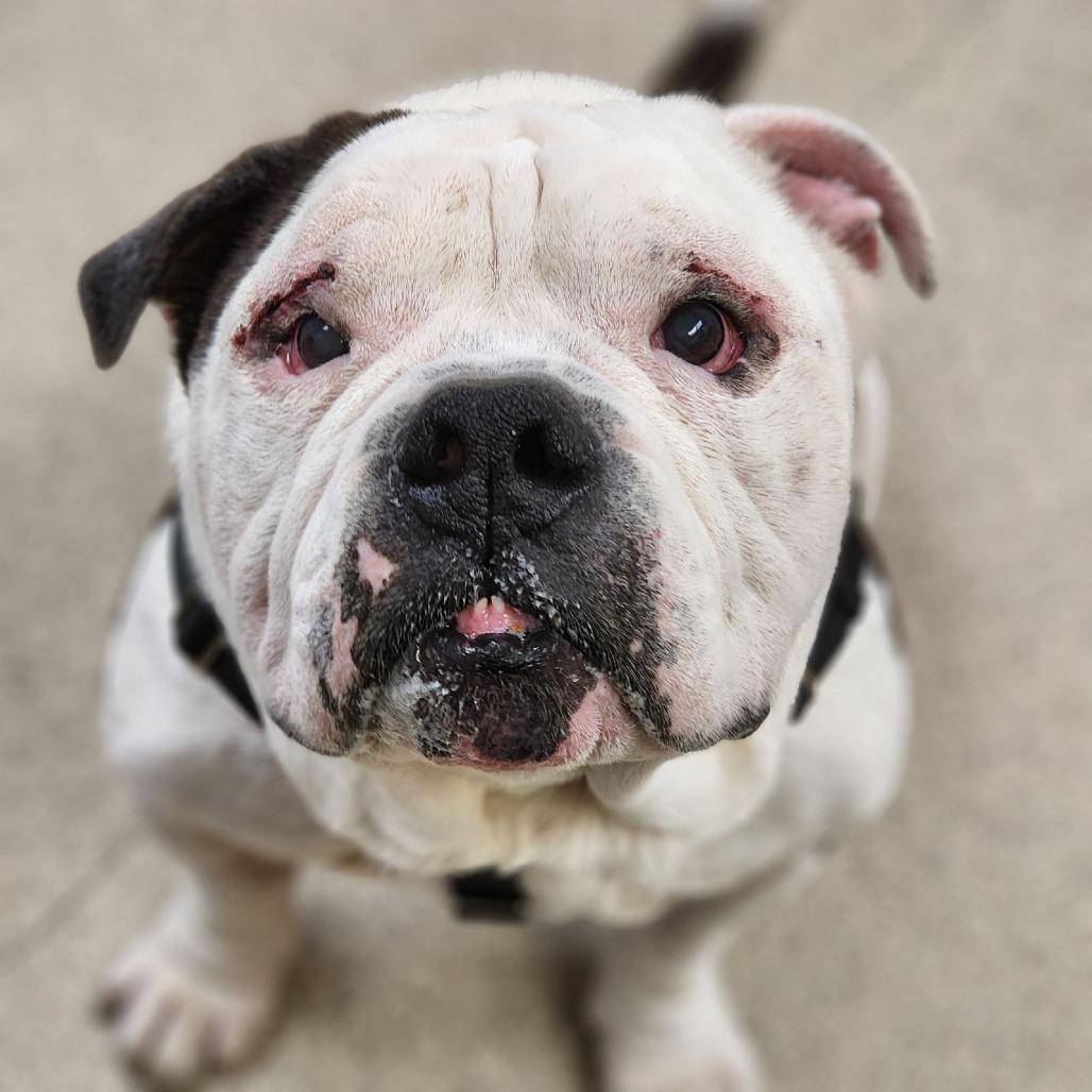 Enlarge Pumpkin, a Adoptable mixed breed in Naperville, IL image 2/6