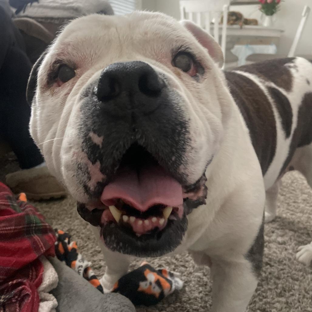 Enlarge Pumpkin, a Adoptable mixed breed in Naperville, IL image 3/6