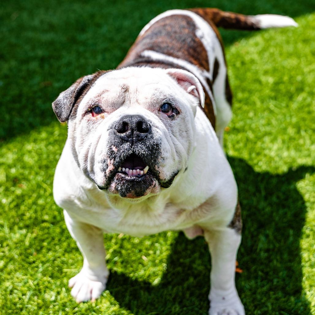 Enlarge Pumpkin, a Adoptable mixed breed in Naperville, IL image 4/6