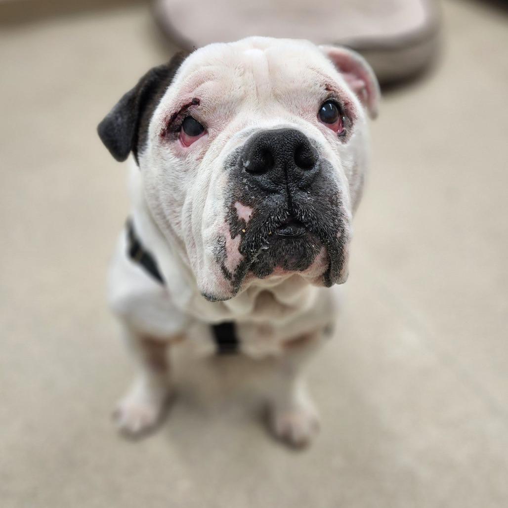 Enlarge Pumpkin, a Adoptable mixed breed in Naperville, IL image 4/6