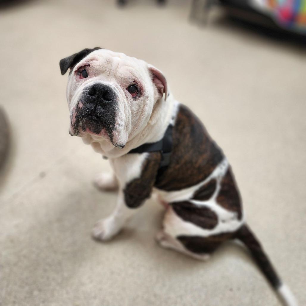 Enlarge Pumpkin, a Adoptable mixed breed in Naperville, IL image 5/6