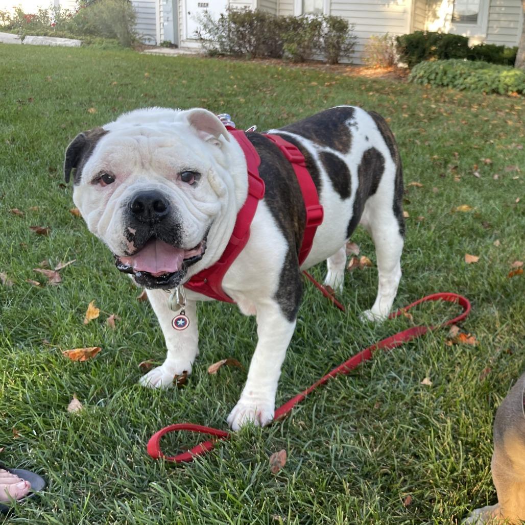 Enlarge Pumpkin, a Adoptable mixed breed in Naperville, IL image 6/6