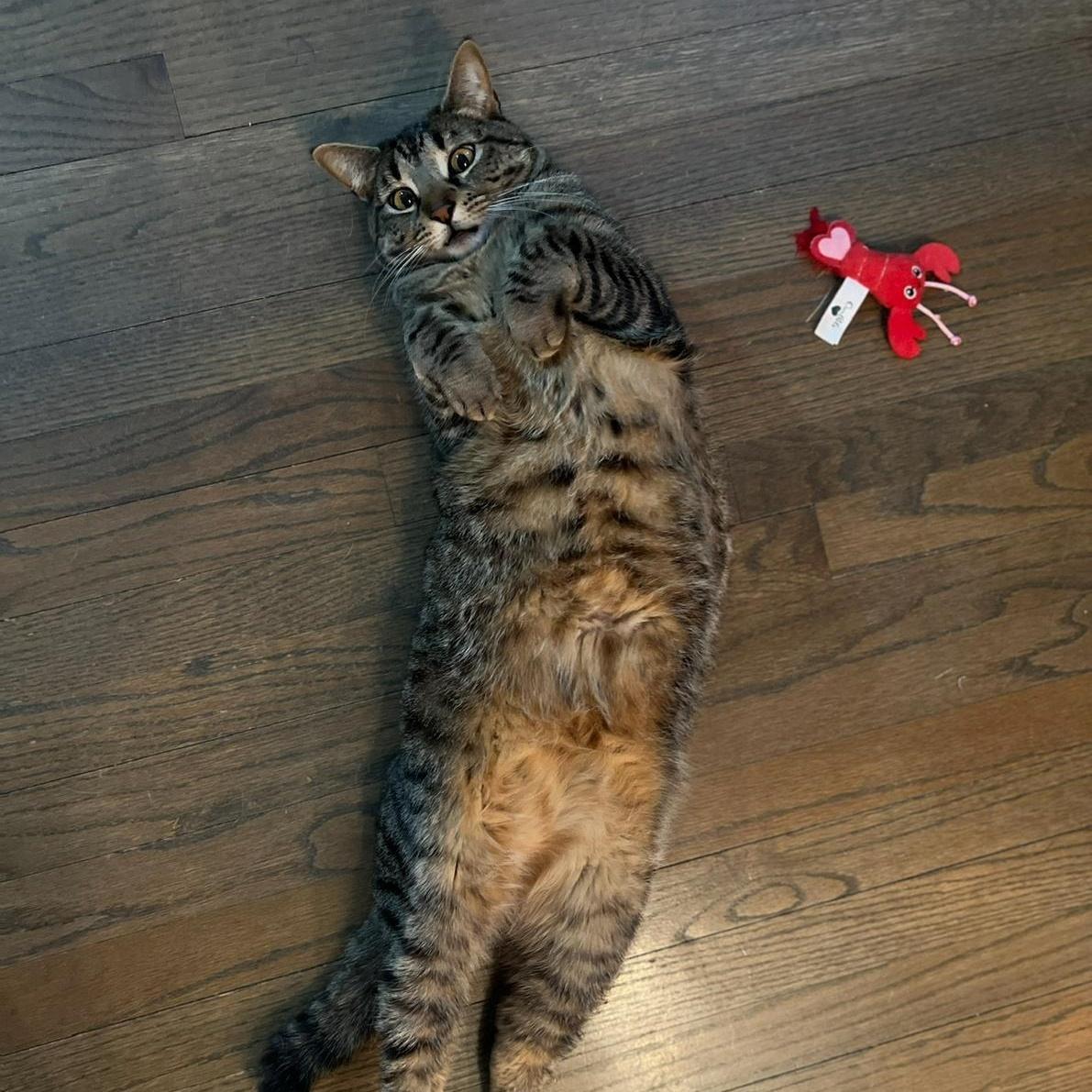 Enlarge Remy, a ADOPTABLE American Shorthair in New York, NY image 6/6