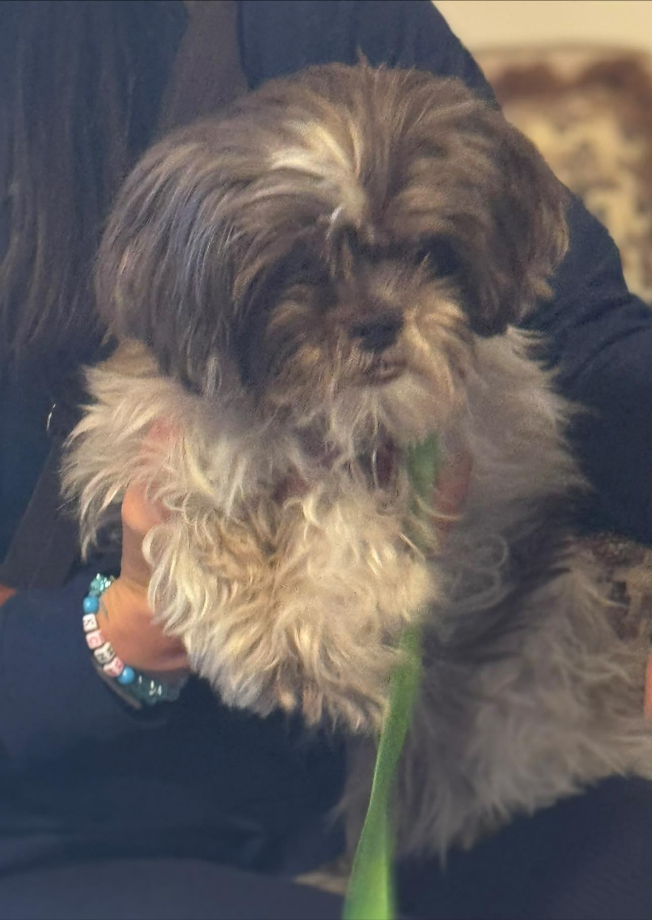 Enlarge Pixie, an adopted Shih Tzu in Matthews, NC image 2/2