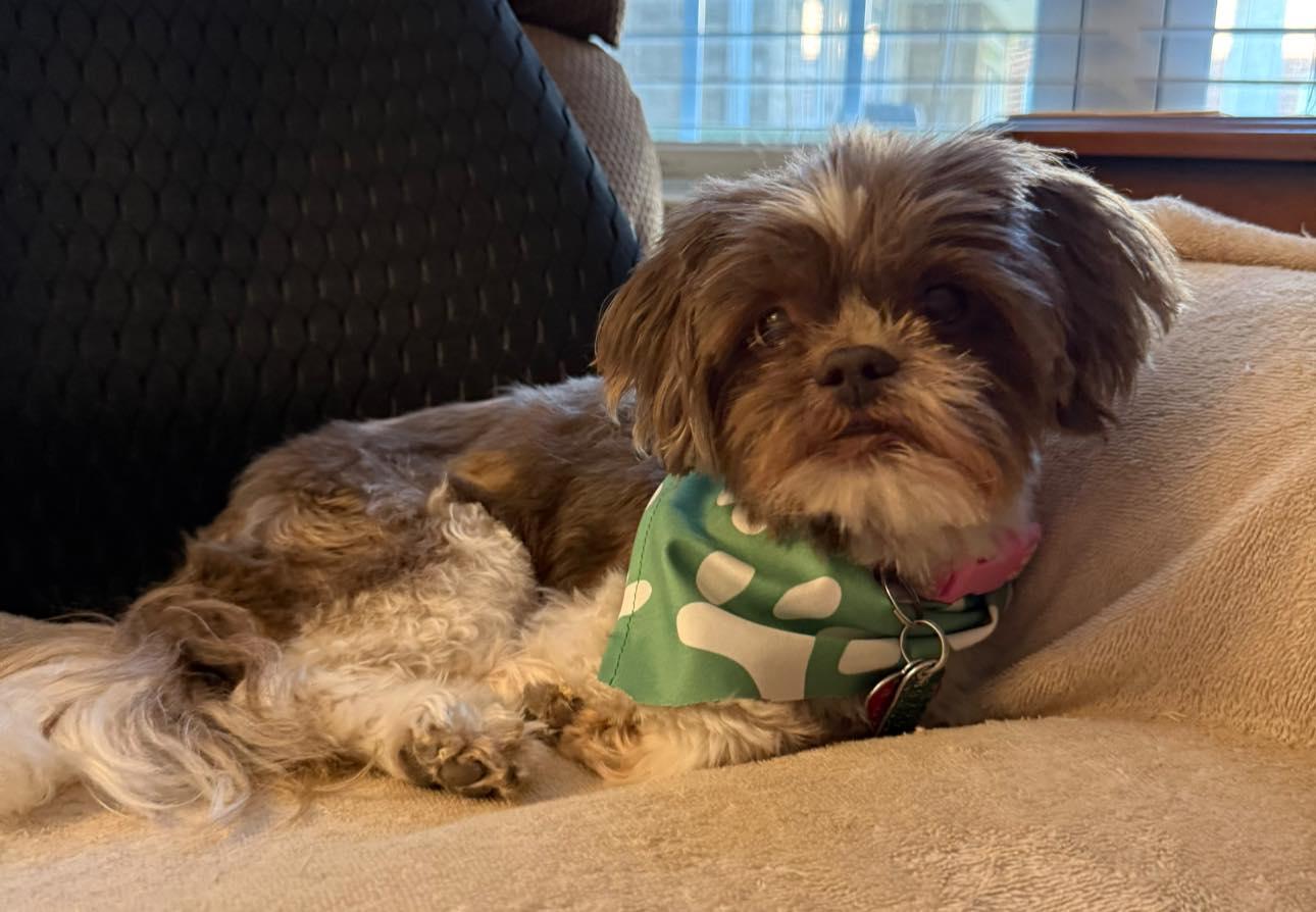 Enlarge Pixie, an adopted Shih Tzu in Matthews, NC image 1/2