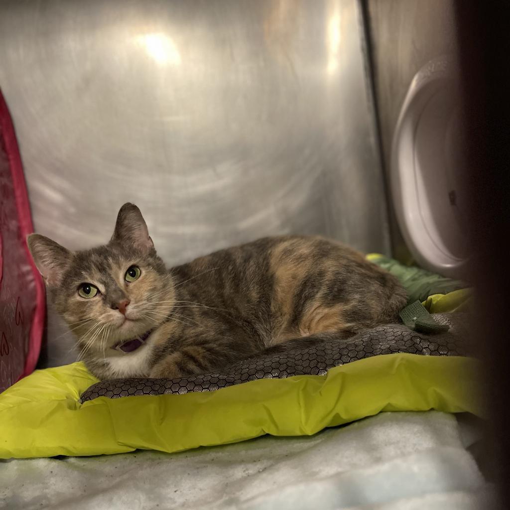 Serina (Stamford Mama), Adoptable, Adult Female Domestic Short Hair.
