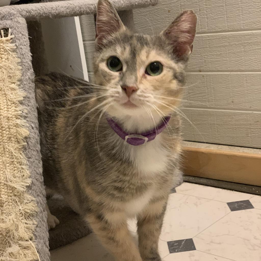 Enlarge Serina (Stamford Mama), a Adoptable Domestic Short Hair in Westport, CT image 2/4