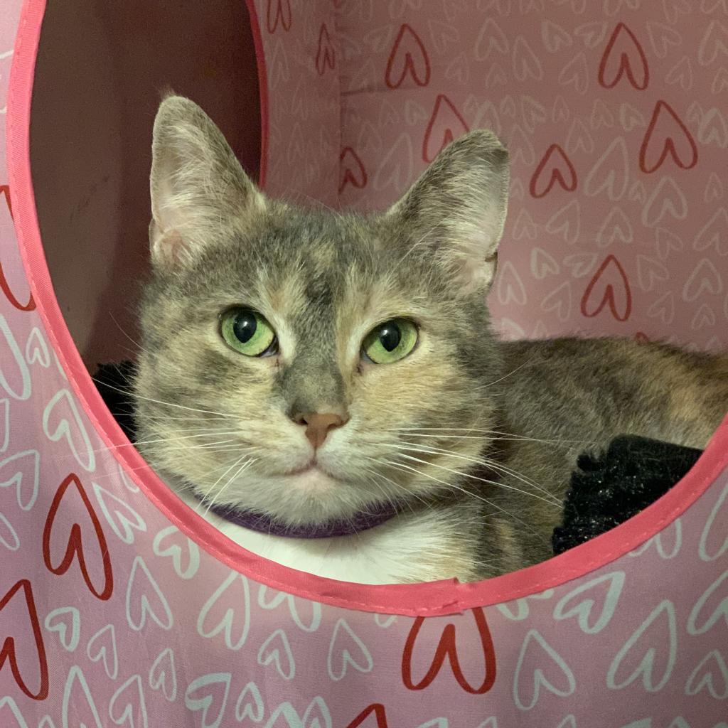 Enlarge Serina (Stamford Mama), a Adoptable Domestic Short Hair in Westport, CT image 3/4