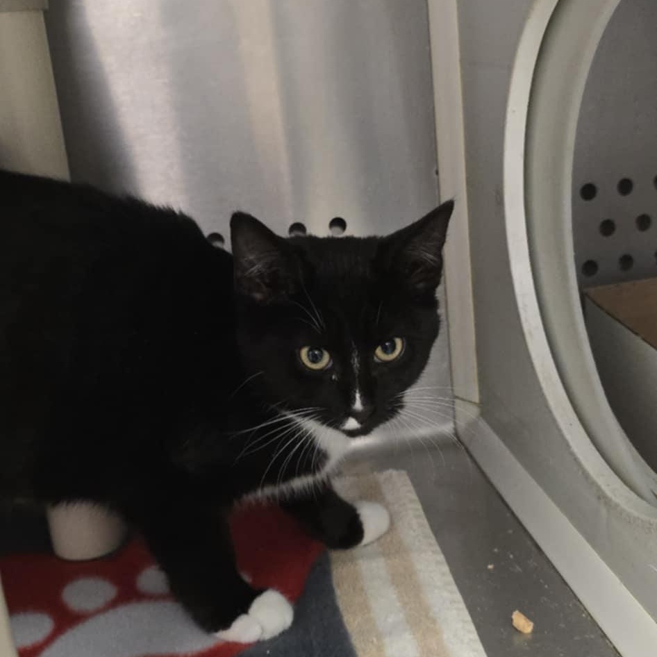 Enlarge Felix, an adopted Domestic Short Hair in Orange, VA image 1/1