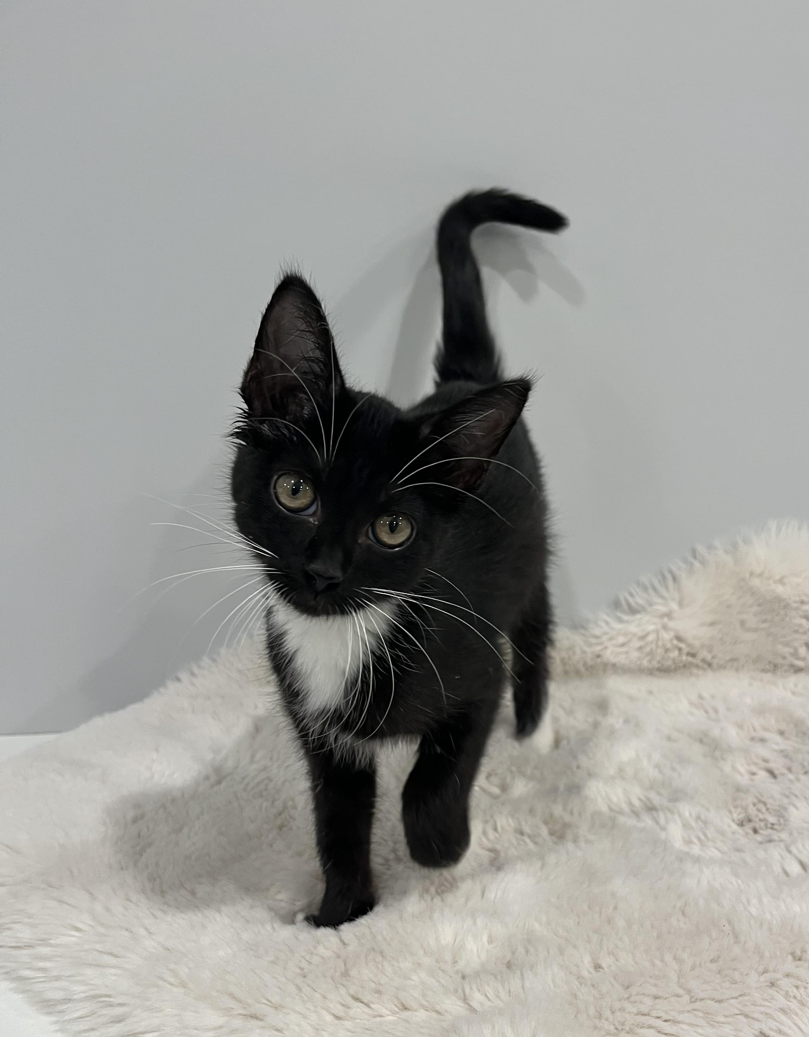 Enlarge San, a Adoptable Domestic Short Hair in Chicago, IL image 2/3