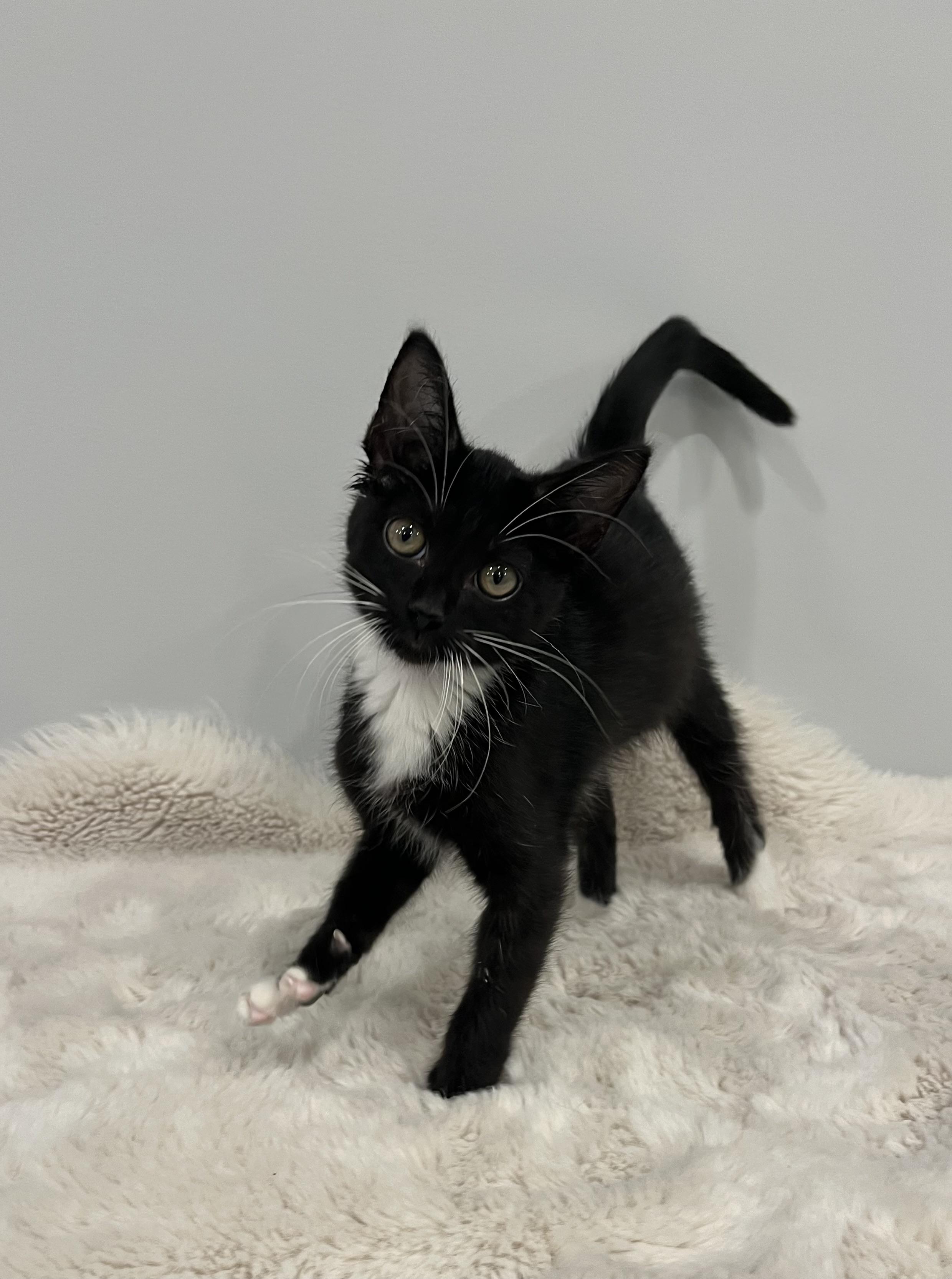 Enlarge San, a Adoptable Domestic Short Hair in Chicago, IL image 3/3