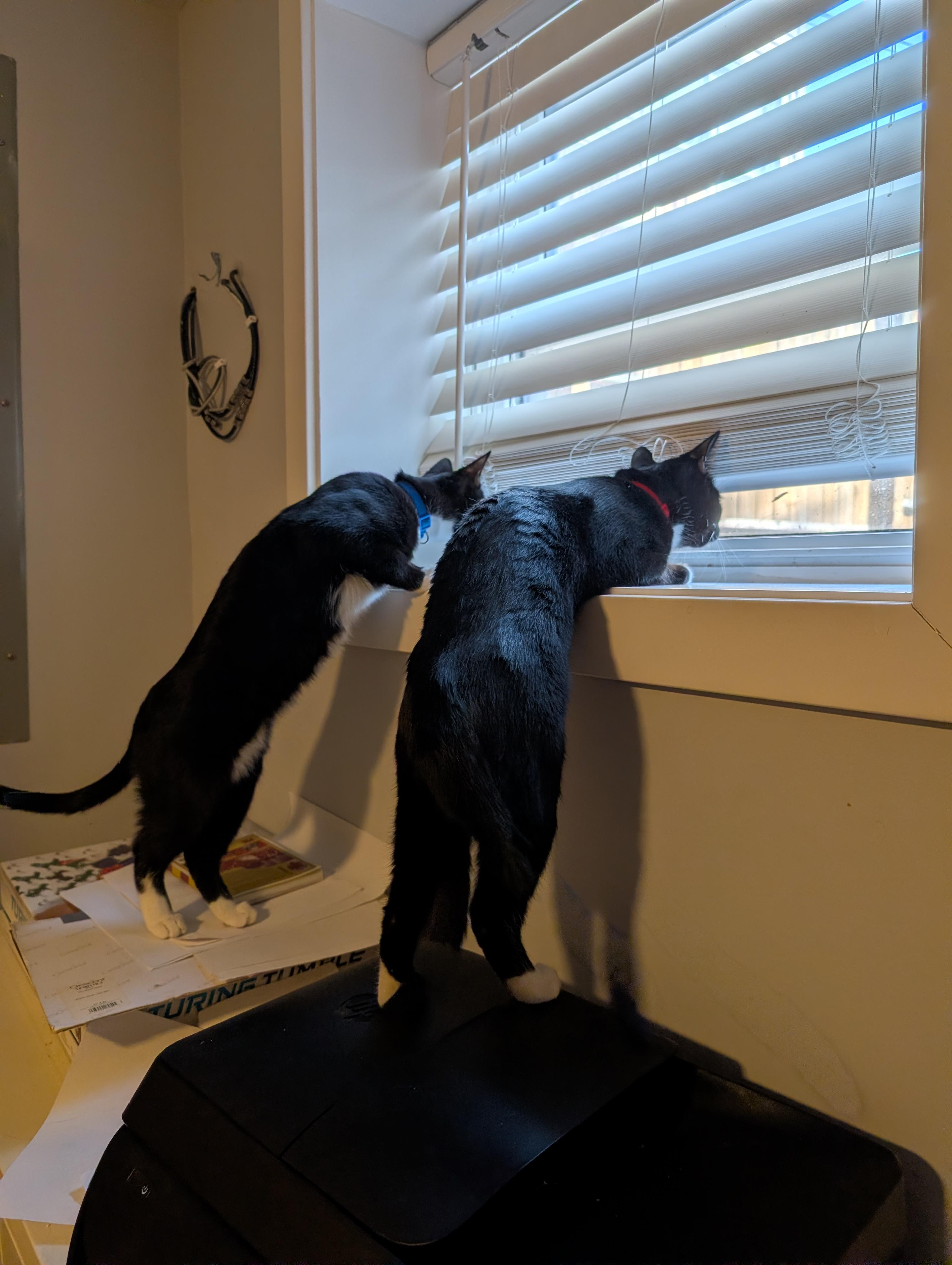 Enlarge San, a Adoptable Domestic Short Hair in Chicago, IL image 6/6