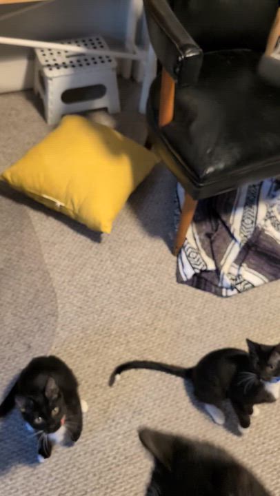 Enlarge San, a Adoptable Domestic Short Hair in Chicago, IL video 4/6