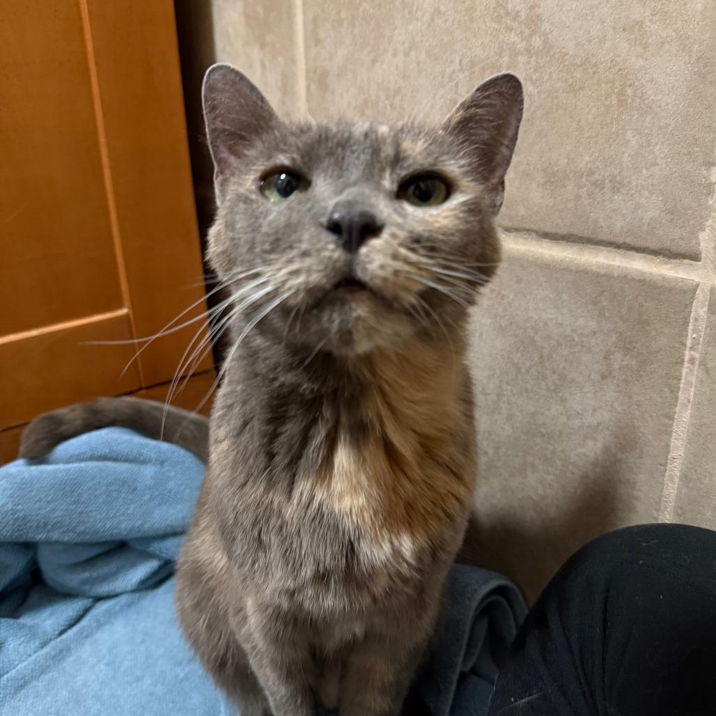 Mush, Adoptable, Senior Female Domestic Short Hair.