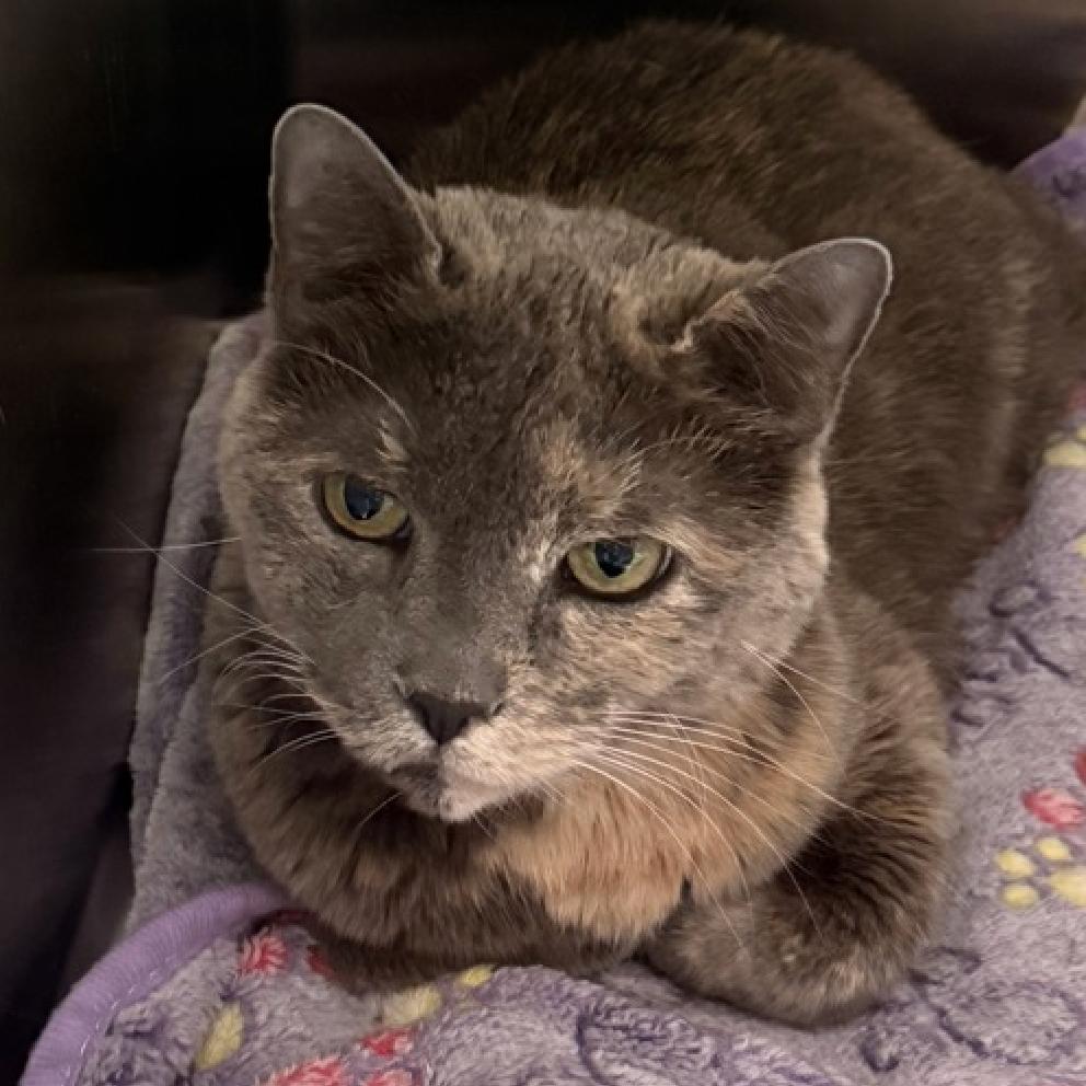 Enlarge Mush, a Adoptable Domestic Short Hair in New York, NY image 1/1