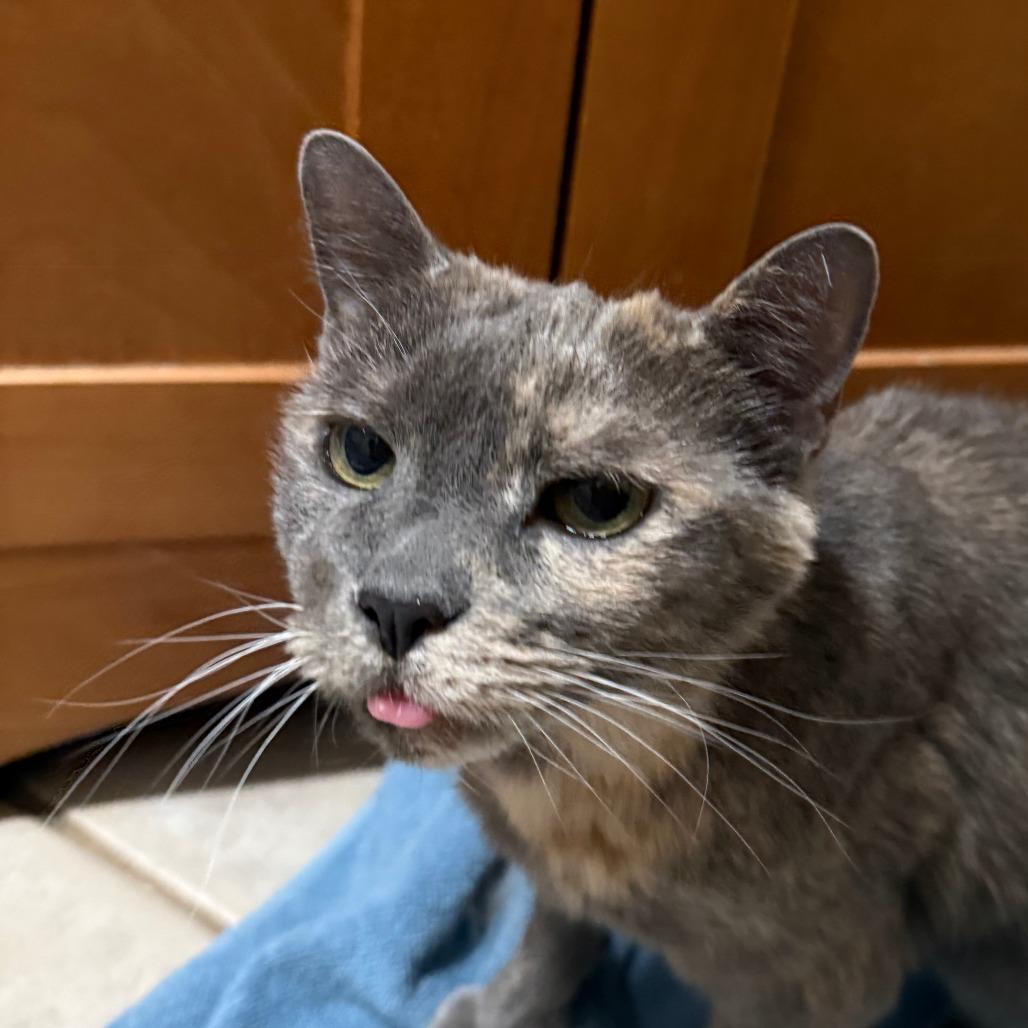 Enlarge Mush, a Adoptable Domestic Short Hair in New York, NY image 3/6