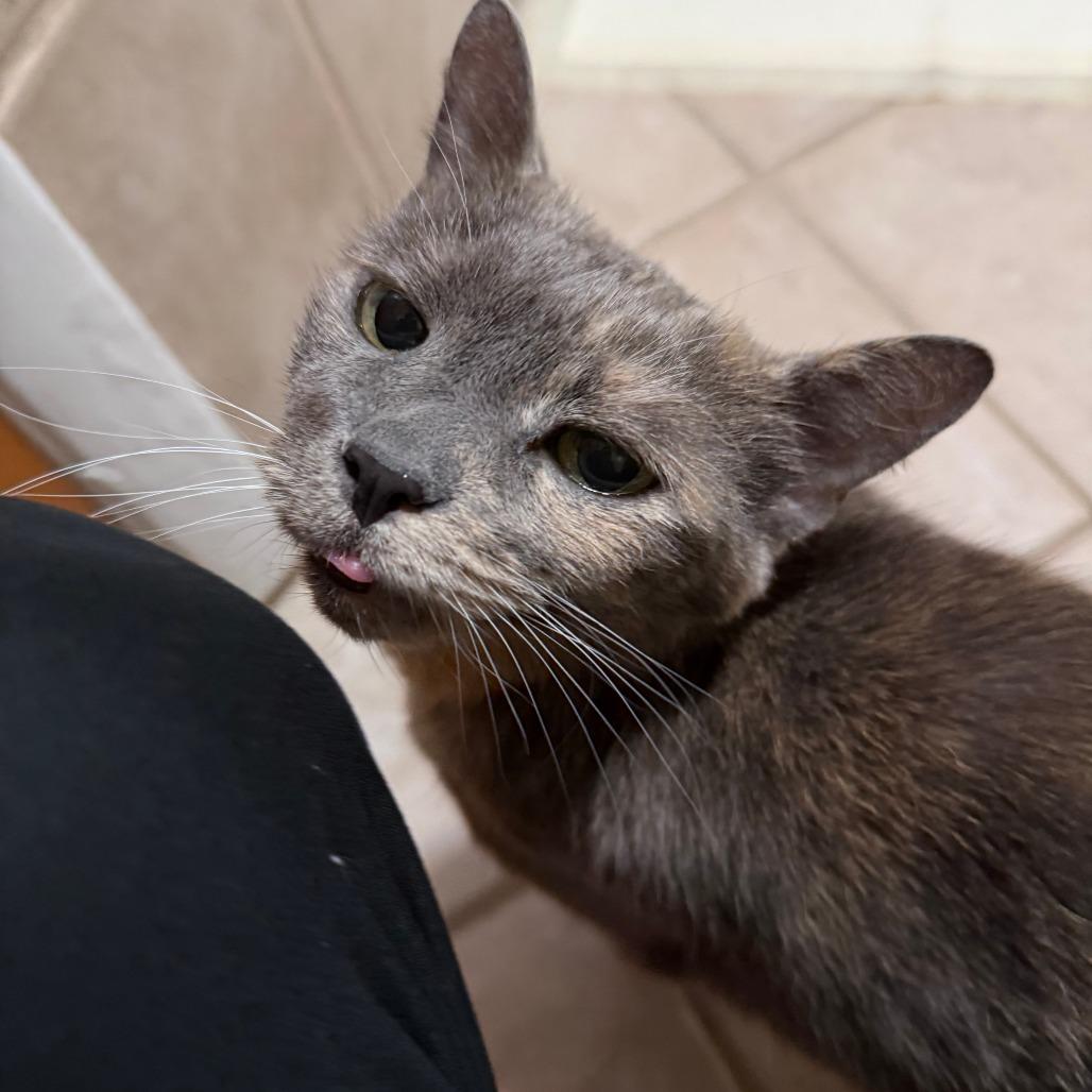 Enlarge Mush, a Adoptable Domestic Short Hair in New York, NY image 4/6