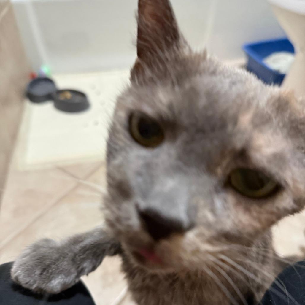 Enlarge Mush, a Adoptable Domestic Short Hair in New York, NY image 5/6