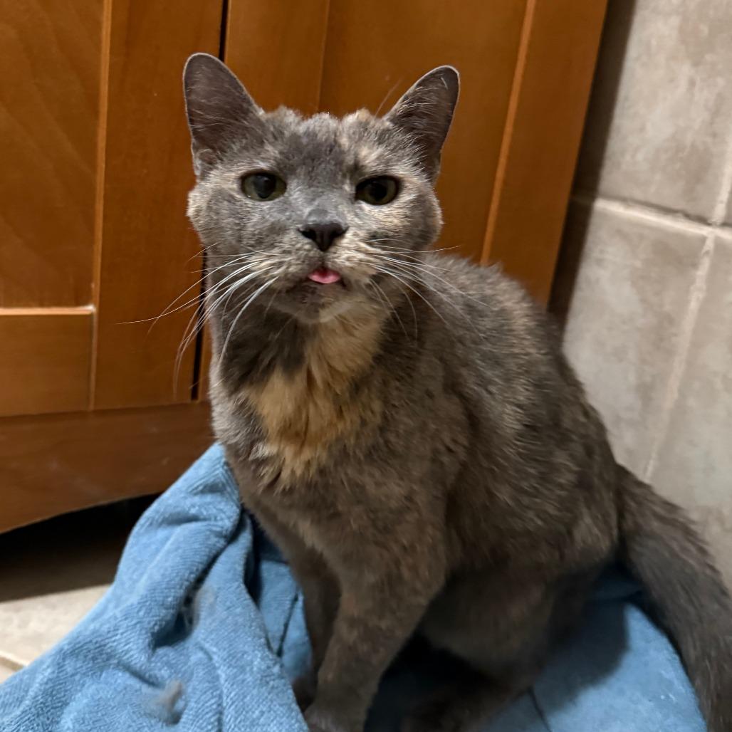 Enlarge Mush, a Adoptable Domestic Short Hair in New York, NY image 6/6