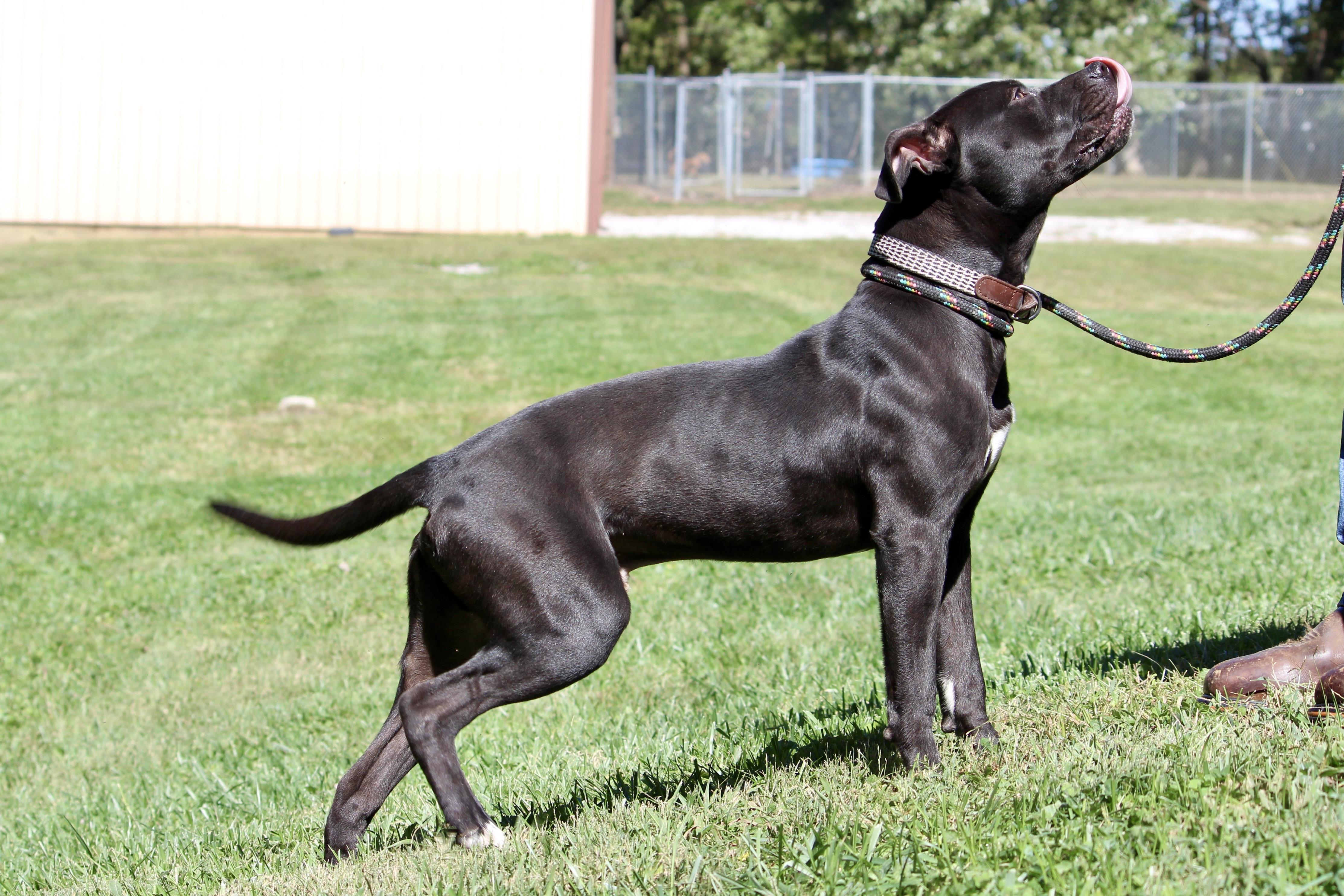 SPEEDY — thumbnail 2