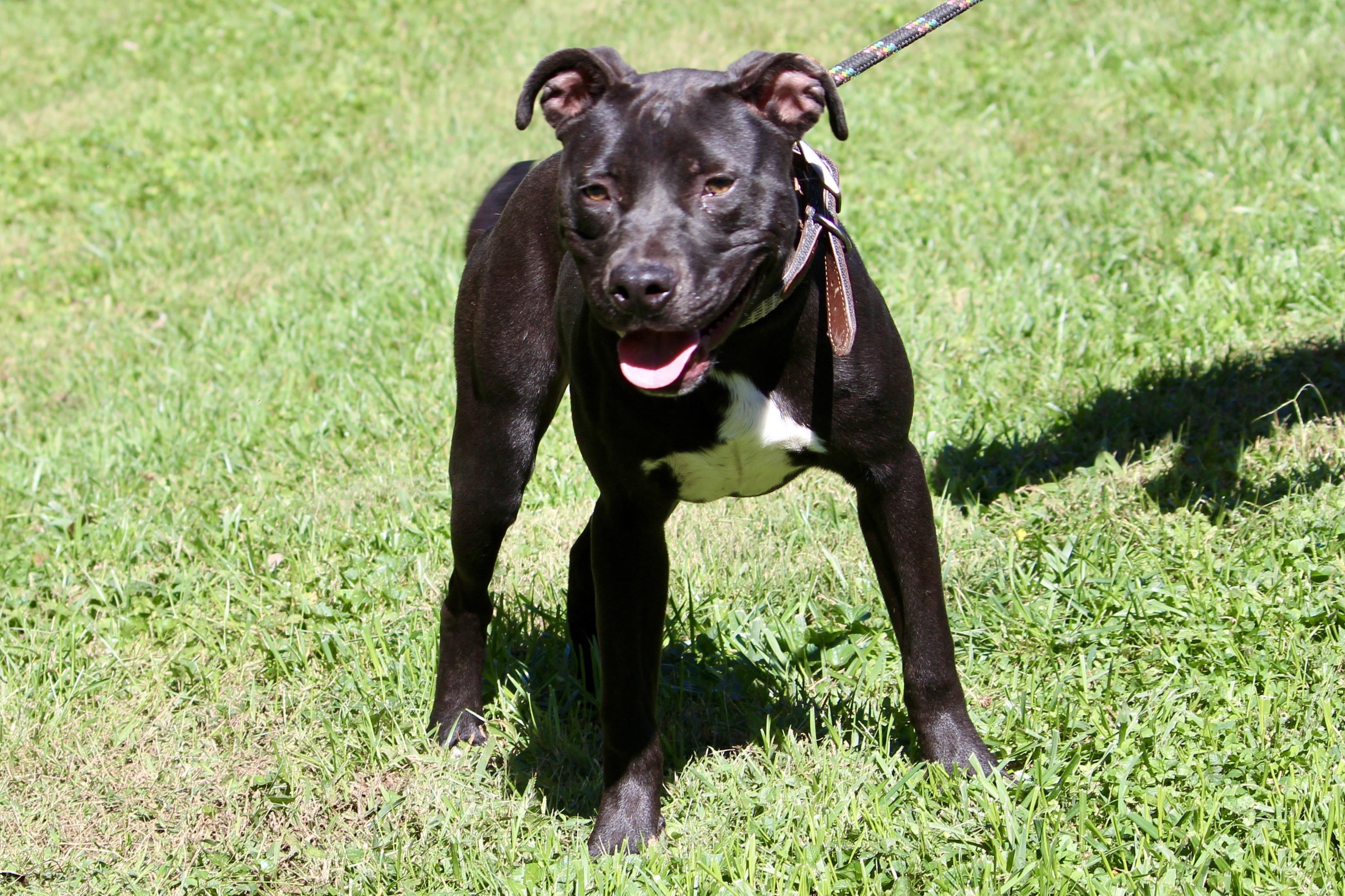 SPEEDY — thumbnail 3