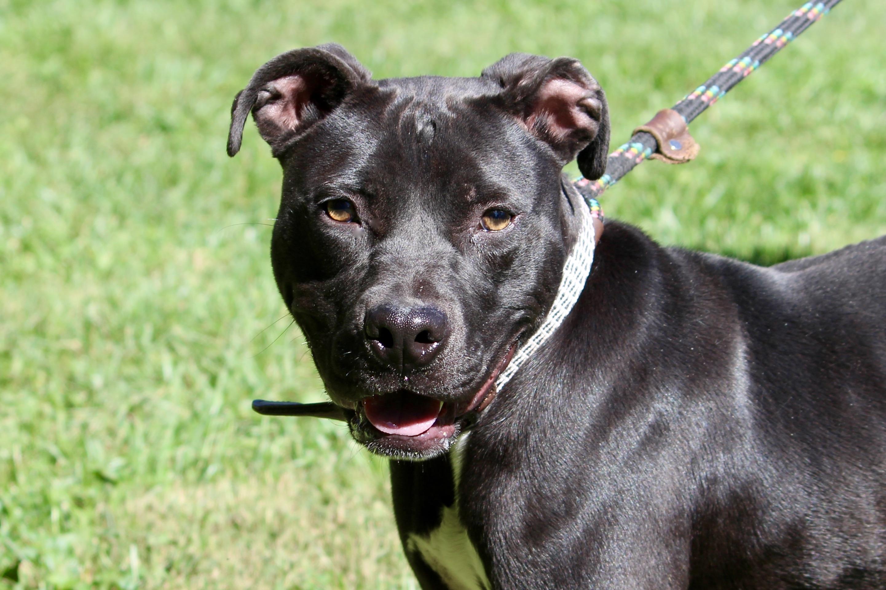 SPEEDY — thumbnail 4