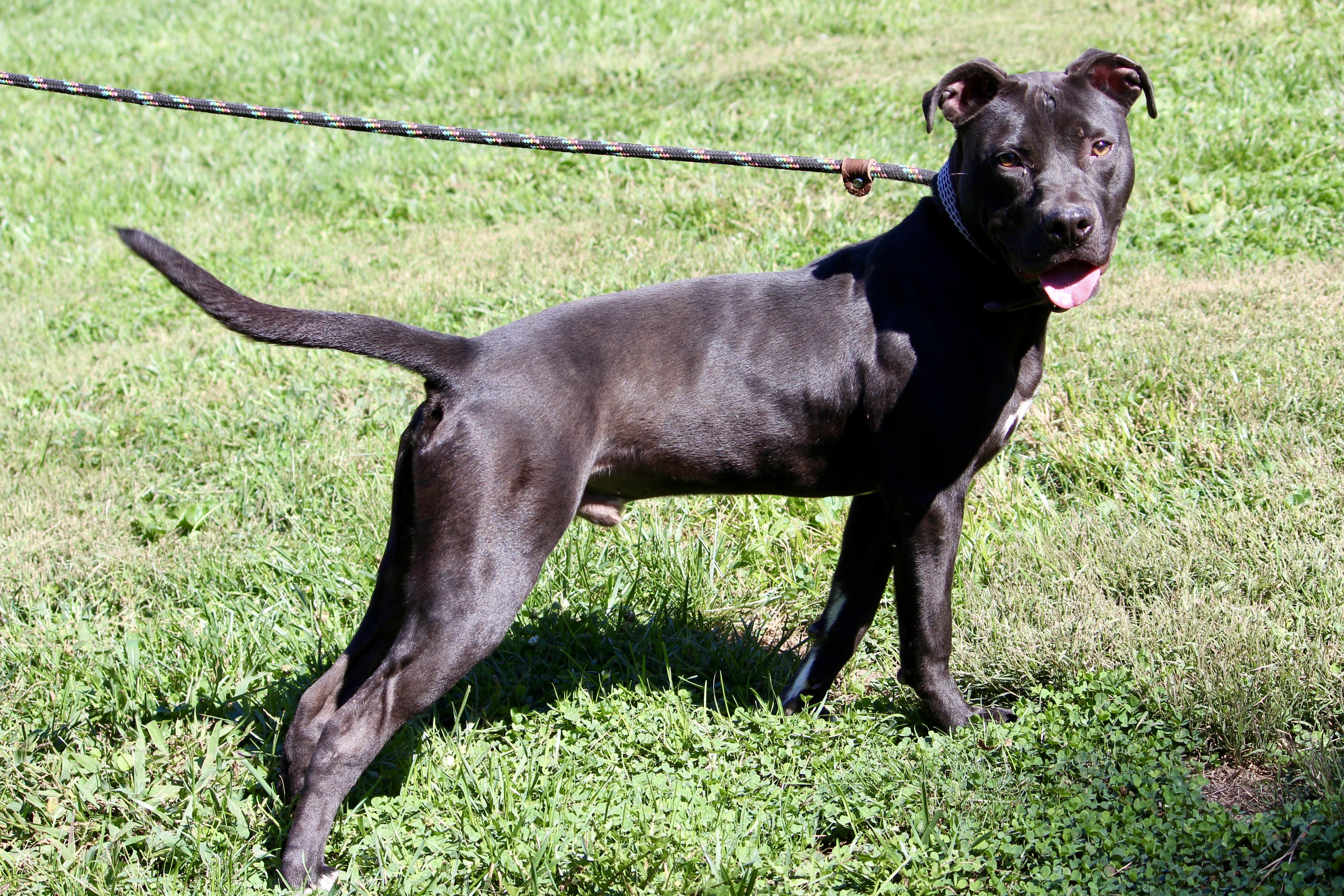 SPEEDY — thumbnail 5