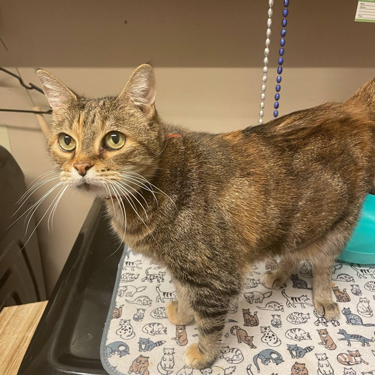 Momma Cat, Senior Female Domestic Short Hair