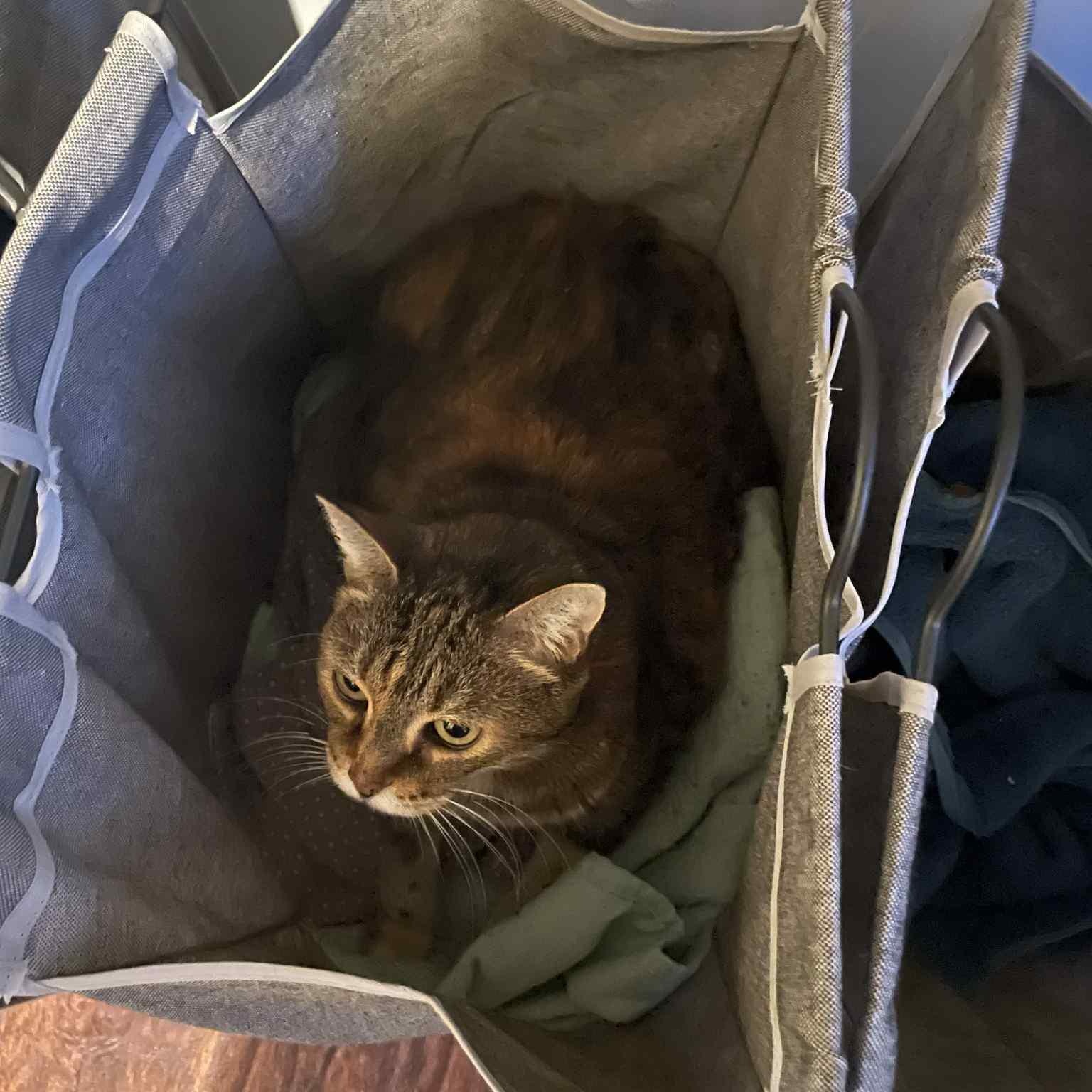 Momma Cat photo 2