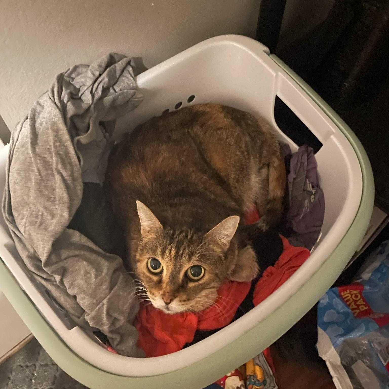 Momma Cat photo 3