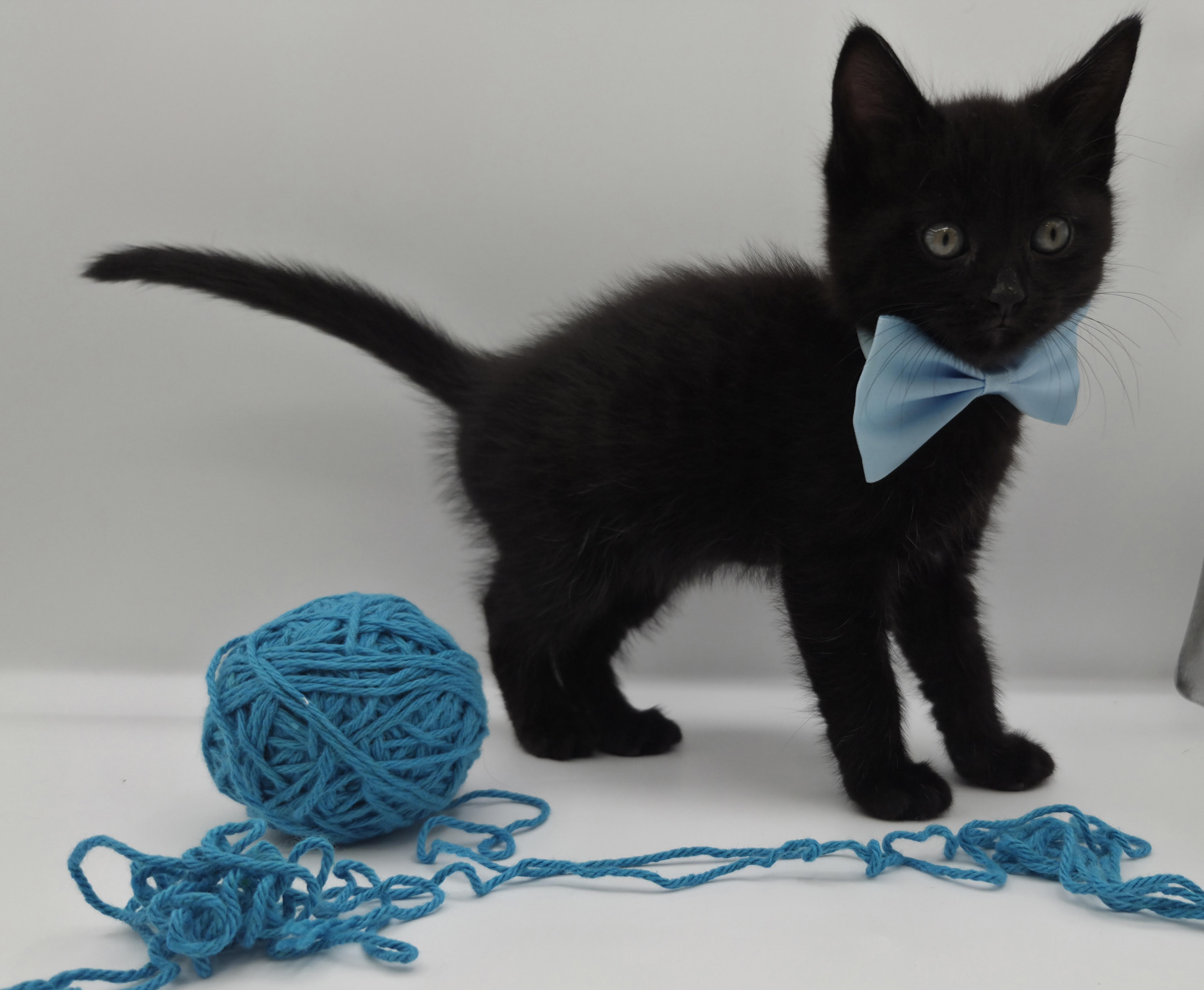 Enlarge Dodger, a Adoptable mixed breed in South Amboy, NJ image 4/6