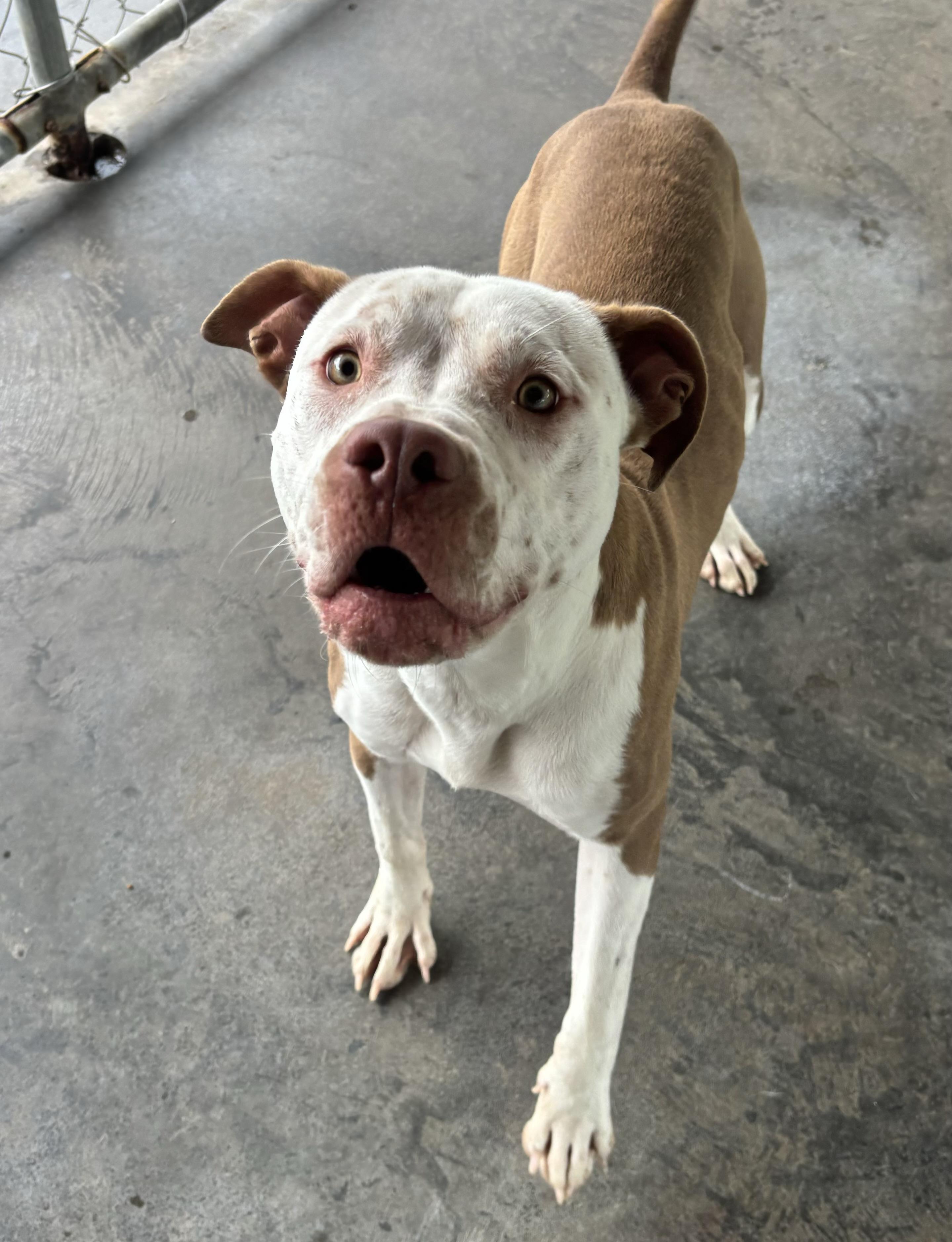 Enlarge Walnut, a Adoptable mixed breed in Edinburg, VA image 5/6