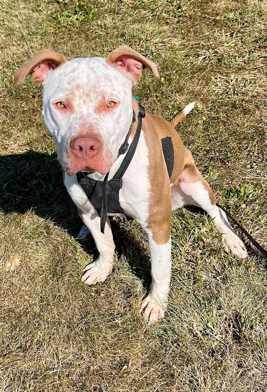 Enlarge Walnut, a Adoptable mixed breed in Edinburg, VA image 2/6