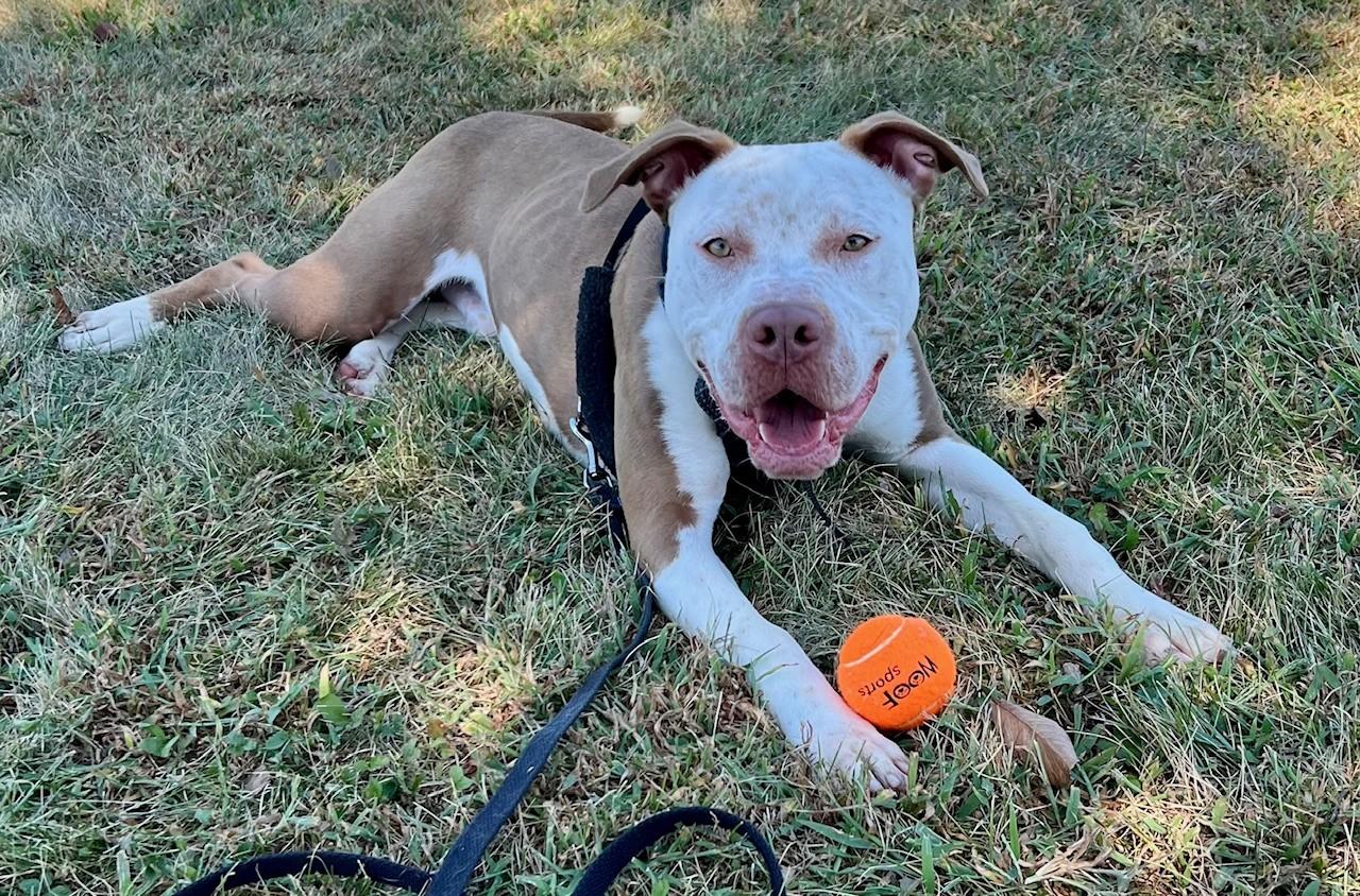 Enlarge Walnut, a Adoptable mixed breed in Edinburg, VA image 1/6