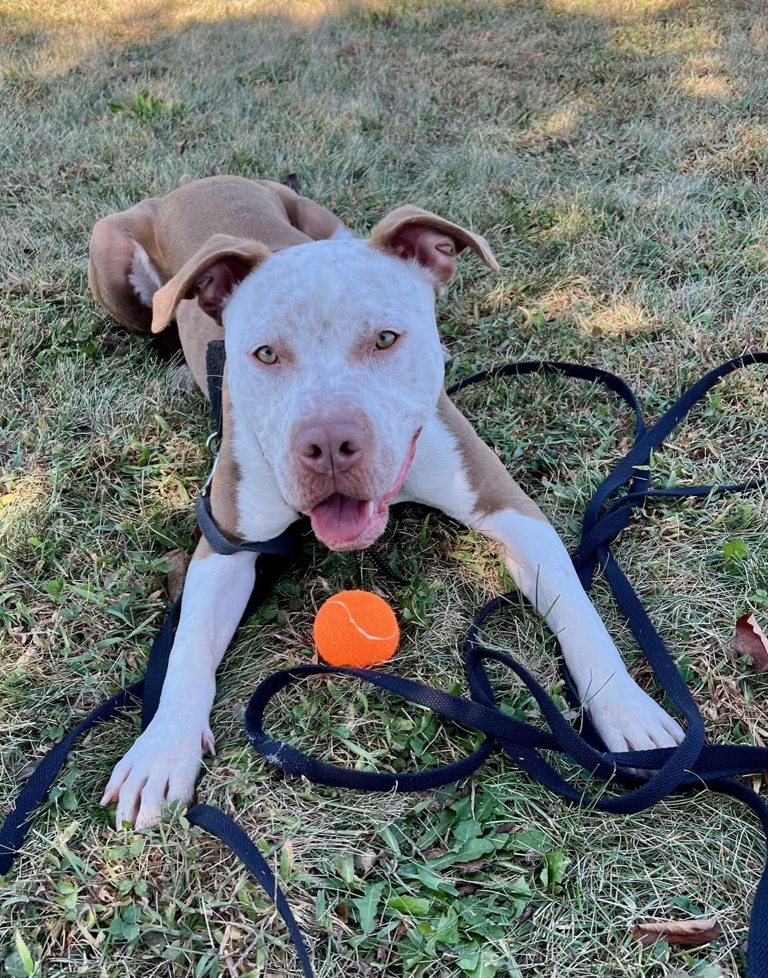 Enlarge Walnut, a Adoptable mixed breed in Edinburg, VA image 3/6