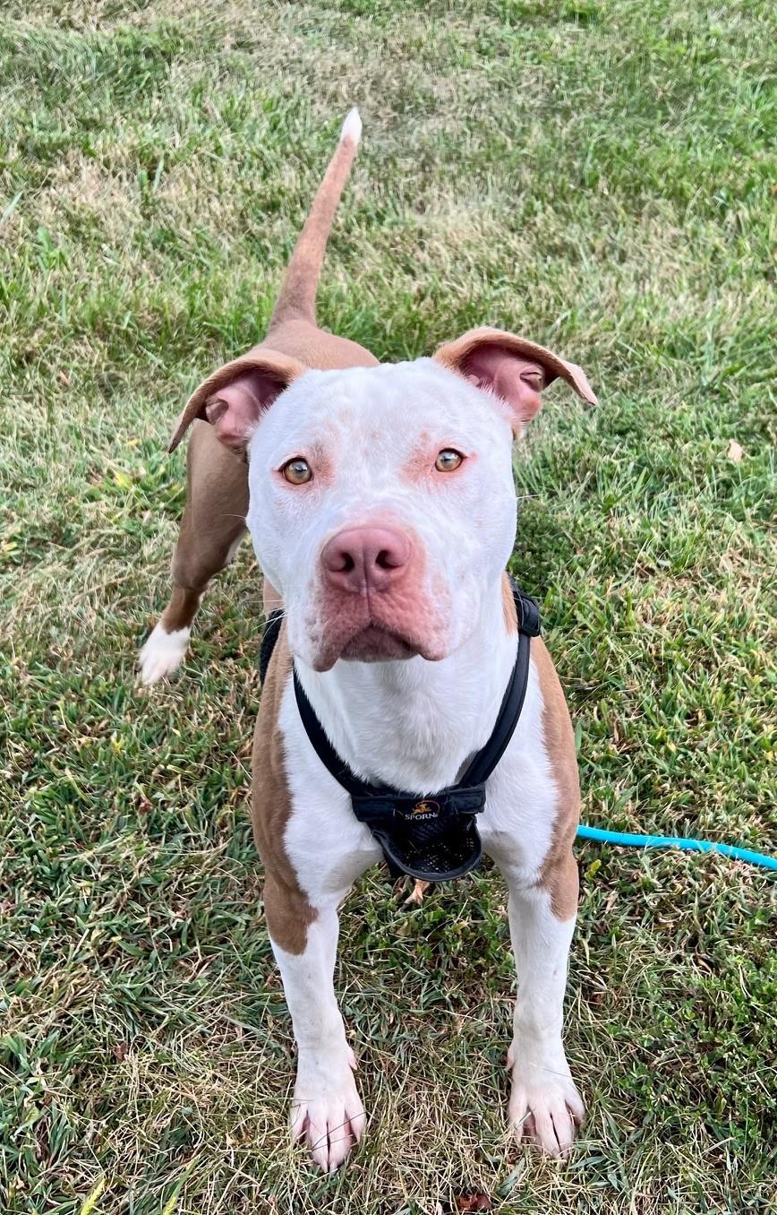 Walnut, Adoptable, Adult Male Pit Bull Terrier.