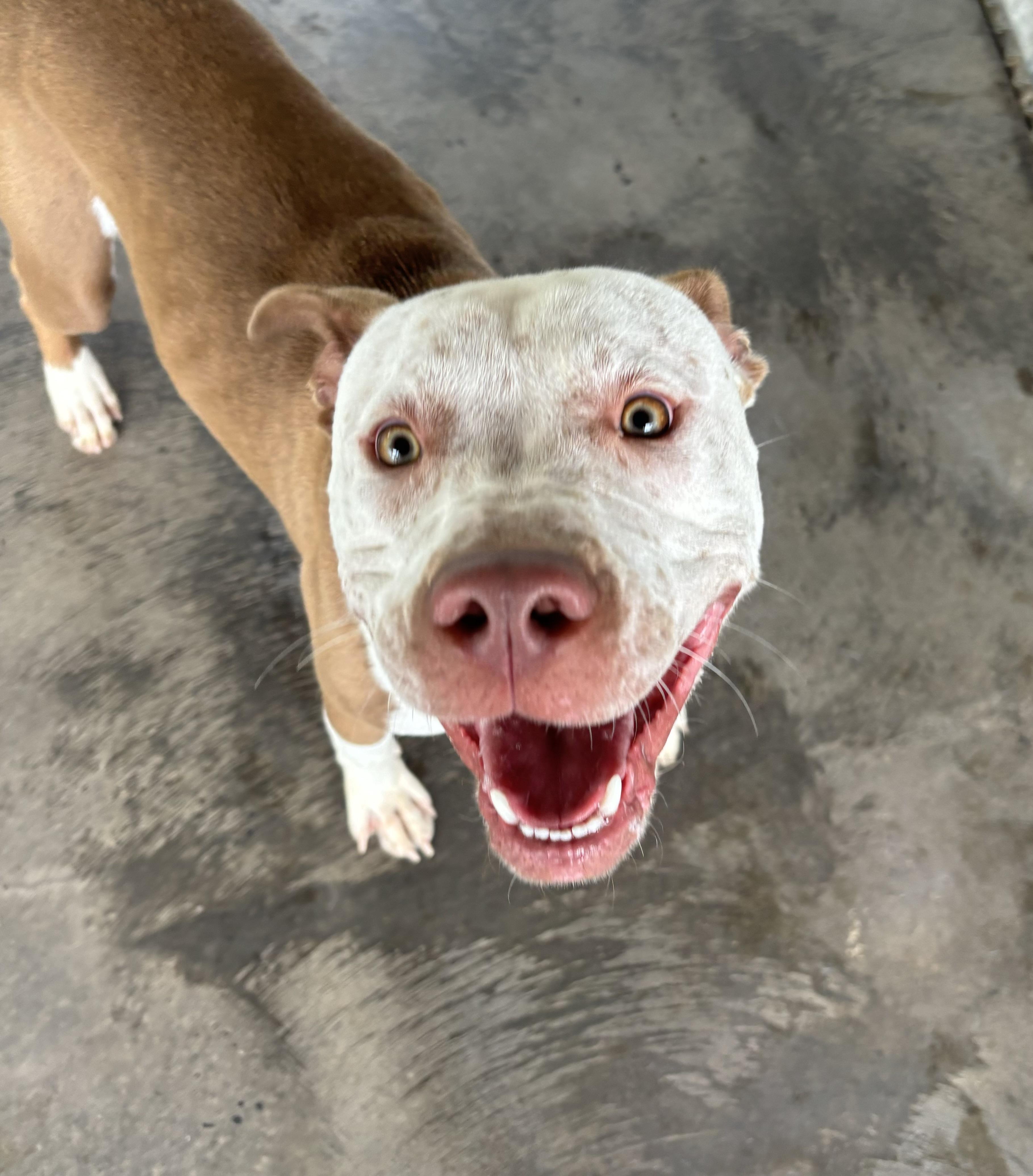 Enlarge Walnut, a Adoptable mixed breed in Edinburg, VA image 6/6