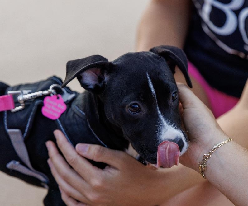 Panda, Adoptable, Puppy Female Black Labrador Retriever.